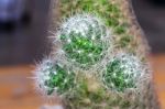 Cactus Close Up Macro Stock Photo