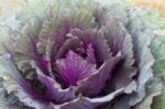 Closeup Fresh Violet Cabbage Stock Photo