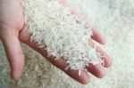 Thai Jasmine Rice On Hand Stock Photo