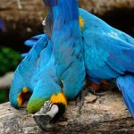 Blue And Gold Macaw Stock Photo