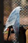 Mississippi Kite Stock Photo