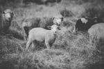 Sheep On The Farm During The Day Stock Photo