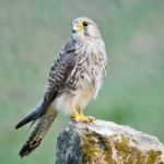 Female Common Kestrel Stock Photo