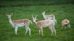 Fallow Deer (dama Dama) Stock Photo