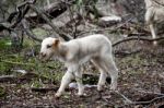 Babyborn Sheep Stock Photo