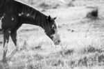 Horse In The Paddock Stock Photo