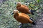 Ruddy Shelduck Or Brahminy Duck (tadorna Ferruginea) Stock Photo