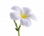 Frangipani Or Plumeria Isolated On The White Background Stock Photo