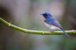 Tickell's Blue Flycatcher Stock Photo