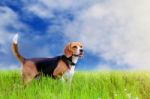 Adorable Beagle Dog Stock Photo