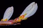 Buds Of Rowan Stock Photo