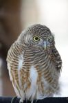 Asian Barred Owlet Stock Photo