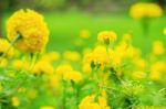 Yellow Marigold With Refreshing Stock Photo