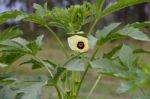 Plantation Of Turkish Shacks In Organic Garden Stock Photo