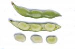 Broad Beans Stock Photo