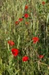 A Field Of Poppies In Kent Stock Photo