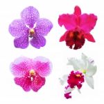 Set Of Orchid Flower Stock Photo