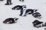 Penguin Colonies, Cape Town Stock Photo