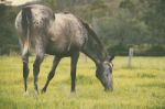 Horse In The Countryside Stock Photo