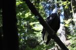 Bald Eagle -national Bird Of America Stock Photo