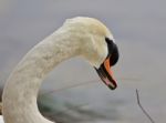 Beautiful Portrait Of A Strong Mute Swan Stock Photo