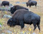 American Bison (bison Bison) Stock Photo