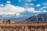 Volcano Aconcagua And Vineyard Stock Photo