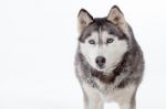 Siberian Husky In Studio Stock Photo