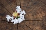 White  Tabebuia Rosea Blossom On Wood Background Stock Photo