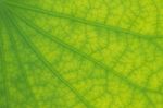 Detailed Lotus Leaf In Close Up For Background, Texture Stock Photo