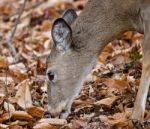 Isolated Image Of A Cute Wild Deer In Forest In Autumn Stock Photo