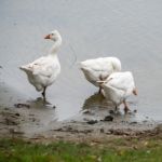 Roman Tufted Geese In The Danube Delta Stock Photo