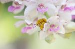 Red Cucurbit Leaf Beetle On Orchid Plants Stock Photo