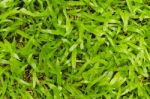 Green Grass Background Stock Photo