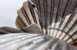 Maggi Hambling The Scallop 2003 Sculpture On The Beach At Aldebu Stock Photo