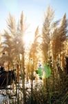 Pampas Grass Stock Photo