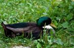 Male Duck Stock Photo