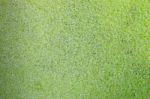 Texture Of Duckweed Stock Photo