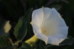 White Flower In The Garden Nice And Beautiful Stock Photo