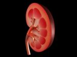 Human Kidney Stock Photo