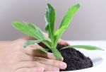 Hand Holding Plant Stock Photo