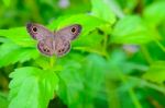 Ypthima Baldus Baldus Or Common Five Ring Butterfly Stock Photo