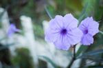 Violet Flower Bloom In The Garden Stock Photo