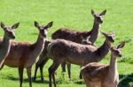 Herd Of Red Deer (cervus Elaphus) Stock Photo