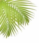 Palm Leaf Isolated On White Background Stock Photo