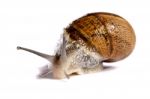 Snail On White Stock Photo