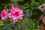 Desert Rose Flower In Garden Stock Photo