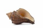 Sea Shell  On White Background Stock Photo