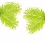 Green Coconut Leaf Isolated On White Background Stock Photo