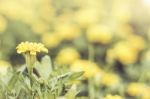 Close Up Flowers Background Stock Photo